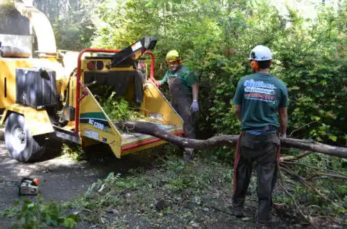 tree services Stuttgart